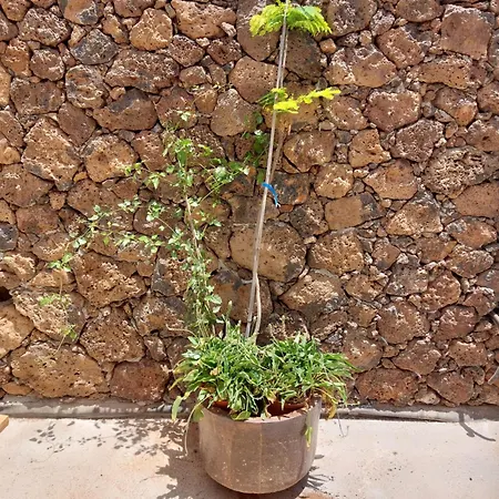 Villa Casabergen Villaverde (Fuerteventura)